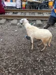 Healthy Sheep for Sale - 2