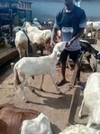 Healthy Sheep for Sale - 3
