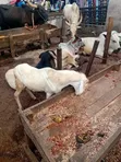 Healthy Sheep for Sale - 4