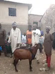 Goats for Sale - 4 Available - 1
