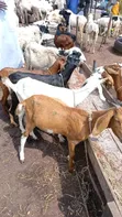 Goats for Sale - 4 Available - 2