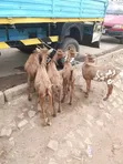 Goats for Sale - 4 Available - 3
