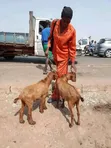 Goats for Sale - 4 Available - 4