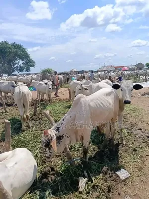 Healthy Cows for Sale