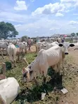 Healthy Cows for Sale - 1