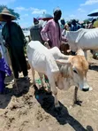 Healthy Cows for Sale - 2