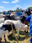 Healthy Cows for Sale - 3