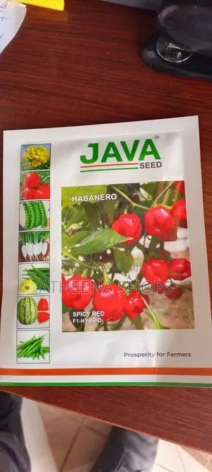 Habanero Super Hot Pepper Seeds (F1) - 50 Grams