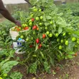 Habanero Super Hot Pepper Seeds (F1) - 50 Grams - 2