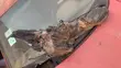 2020 Toyota Corolla Headlight - Driver's Side - 2