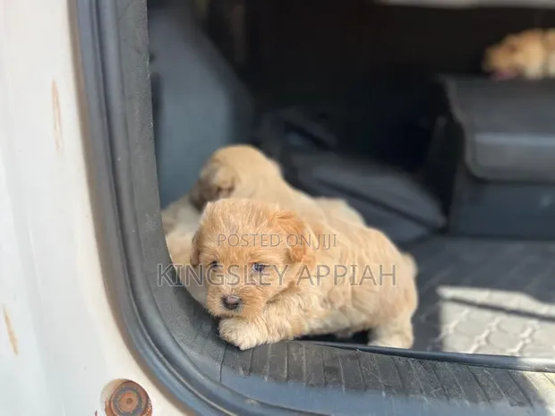 Purebred Female Poodle Puppy (1-3 Months) - 1