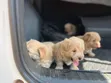 Purebred Female Poodle Puppy (1-3 Months) - 2