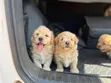 Purebred Female Poodle Puppy (1-3 Months) - 3
