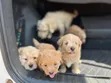 Purebred Female Poodle Puppy (1-3 Months) - 4