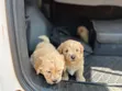 Purebred Female Poodle Puppy (1-3 Months) - 5