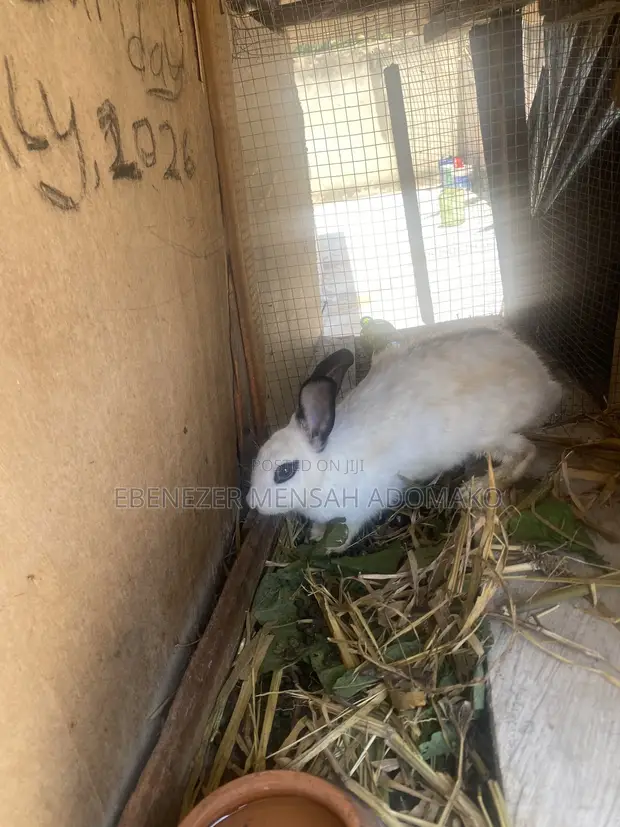Good Rabbit Breed - 1