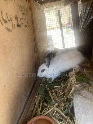 Good Rabbit Breed