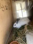Good Rabbit Breed - 1