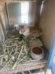 Good Rabbit Breed - 2