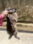 Good Rabbit Breed - 3