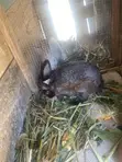 Good Rabbit Breed - 4