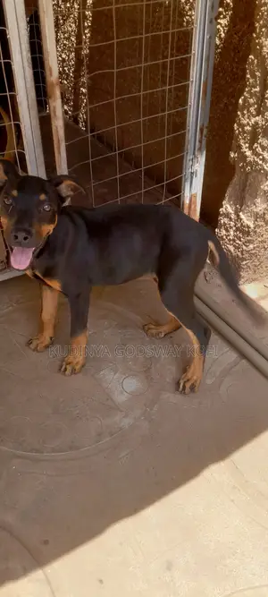 Female German Shepherd x Rottweiler Mix, 6 Months