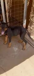 Female German Shepherd x Rottweiler Mix, 6 Months - 1