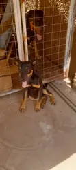 Female German Shepherd x Rottweiler Mix, 6 Months - 2