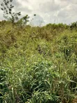 Land for Sale in Ho Kpenoe - 1