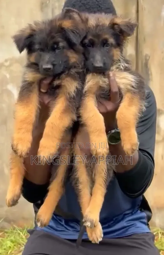 1-3 Months Male Purebred German Shepherd Puppy - 1