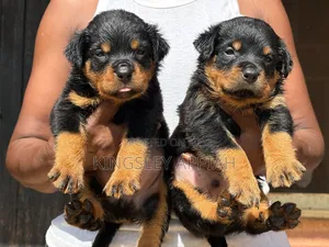 Purebred Rottweiler Puppies - 1-3 Months Old