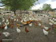 Farm Worker Needed - Yilo Krobo - 5