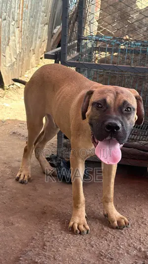 Purebred Boerboel Puppy, 3-6 Months Old