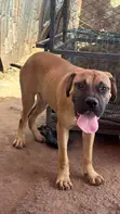 Purebred Boerboel Puppy, 3-6 Months Old - 1