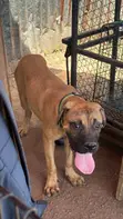 Purebred Boerboel Puppy, 3-6 Months Old - 2
