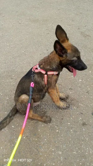 Female Purebred Belgian Malinois Puppy (1-3 Months)