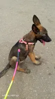Female Purebred Belgian Malinois Puppy (1-3 Months) - 1