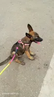Female Purebred Belgian Malinois Puppy (1-3 Months) - 2