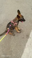 Female Purebred Belgian Malinois Puppy (1-3 Months) - 3