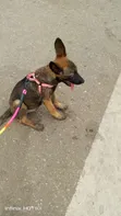 Female Purebred Belgian Malinois Puppy (1-3 Months) - 4