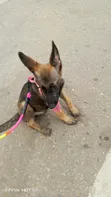 Female Purebred Belgian Malinois Puppy (1-3 Months) - 5