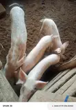 Pigs for Sale - 2