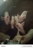 Pigs for Sale - 3