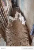 Pigs for Sale - 4