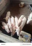 Pigs for Sale - 5