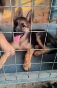 Female Purebred German Shepherd Puppy (1-3 Months) - 1