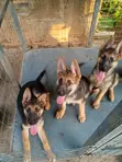 Female Purebred German Shepherd Puppy (1-3 Months) - 2