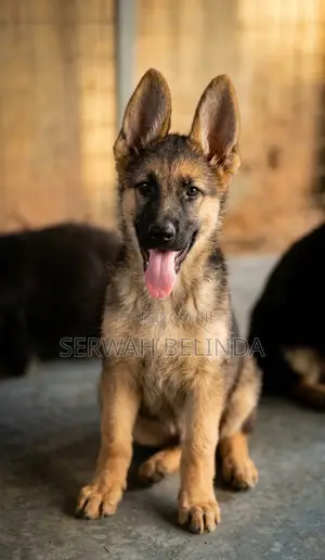 1-3 Month Female Purebred German Shepherd