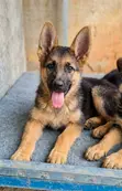 1-3 Month Female Purebred German Shepherd - 2