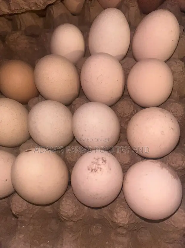 Brahma Fertile Hatching Eggs - 1